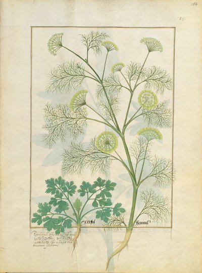 Parsley and Fennel, Illustration from the Book of Simple Medicines by Mattheaus Platearius by Robinet Testard